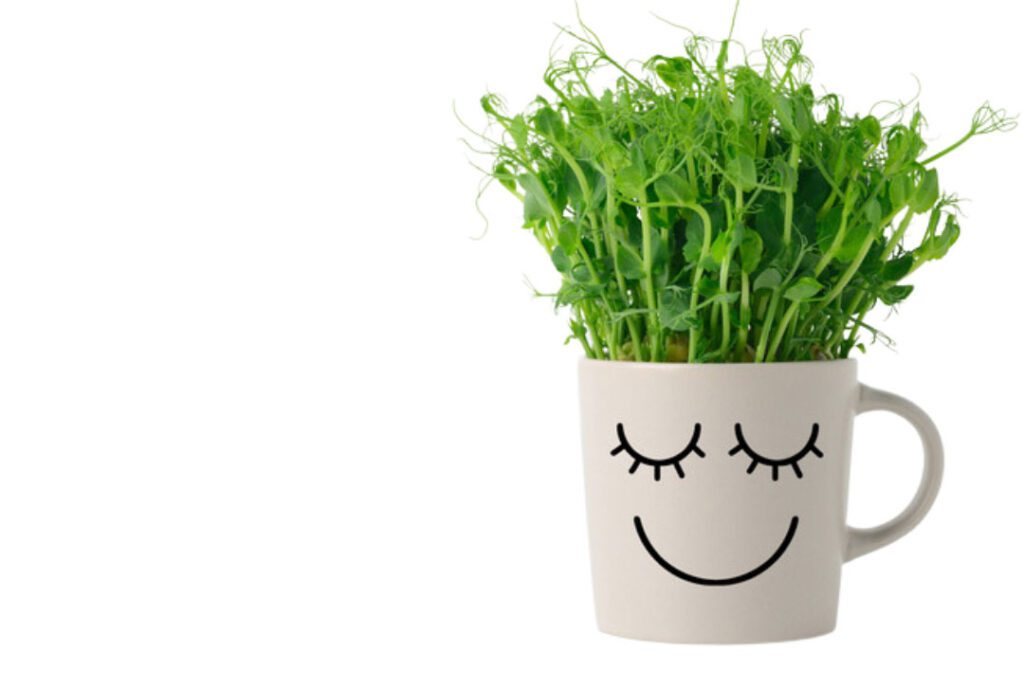 گیاه سبز در ماگ کلاسیک و طرح لبخندی زیبا روی آن